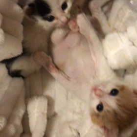 子猫達の体調不良の画像