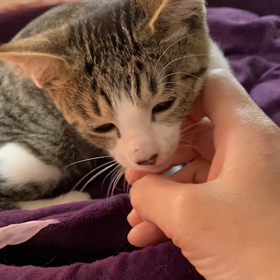里親様募集中！オセロ&チェス(子猫)の画像