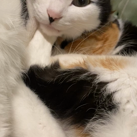 おやすみなさい。の画像