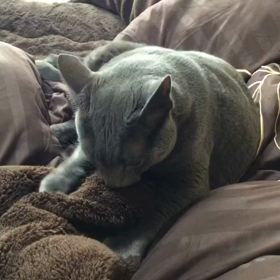 熊本地震から救ってくれた銀猫に恩を返したい。の画像