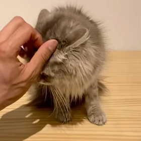 グレースちゃんの画像