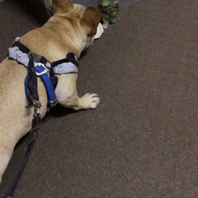 シーサー　好き？？の画像