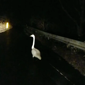 逃げない鳥の画像