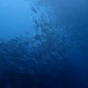 では、群れ群れを！　part　2の画像