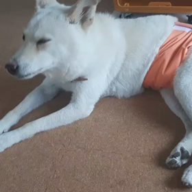 今日のシロくん 2の画像