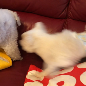 ちょっかい出すくせにの画像