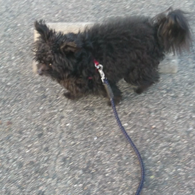 カルタくんお散歩～の画像