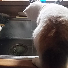 ペロペロの画像