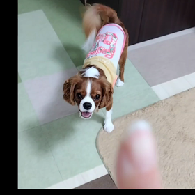 ナイスキャッチ そら君の画像