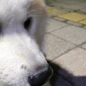 後半の攻撃で日本、スペインを撃破❗ドイツに続くジャイアントキリング。後半の逆転、後半に強いのは未の画像