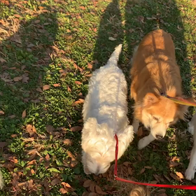 12月20日10わんこと1時間遠足　　代々木公園の画像