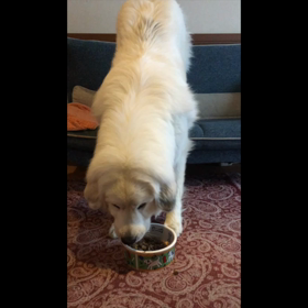 ふーちゃんの特技(^○^)の画像