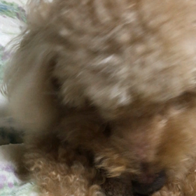 お留守番あとの画像