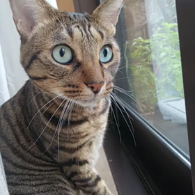 カァ～カァ～ vs きいきいの画像