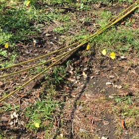 羽ばたく蝶々の画像