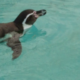 京都動物園・ペンギンの画像