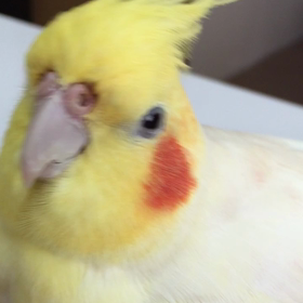 今日のマシュマロ♡の画像