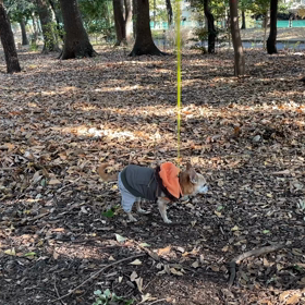 飼い主目線お散歩動画の画像