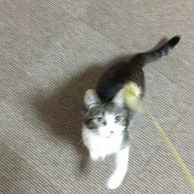 猫じゃらしの画像