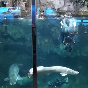 鳥羽水族館の画像