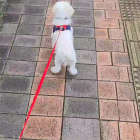 コタさん今年ラストトリミングの画像