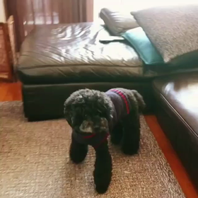 鏡開き2019の画像