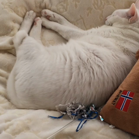 安定の寛ぎの画像