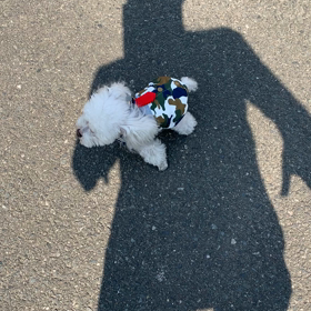 レアルちゃんがやってくれた。の画像