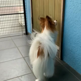 ハープ君からのお便りですの画像