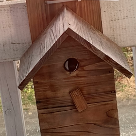 シジュウカラの画像