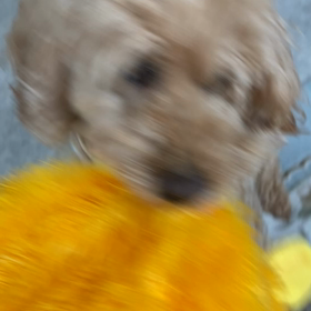 絡んでくるワンコの画像