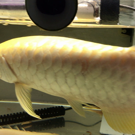 ワームを食べるアルビノ過背の画像