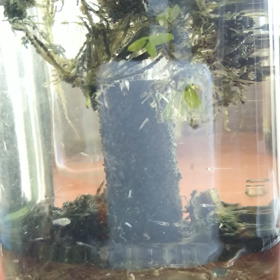 メダカの赤ちゃん★動画の画像