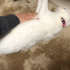 【猫】妻に弄られるまこwの画像
