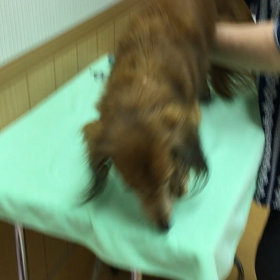 いつもの元気さはどこいった？の画像