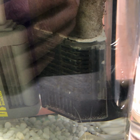 ザリガニの扱い方の画像