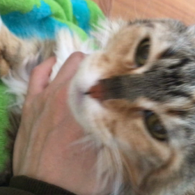 慢性腎臓病の猫ちゃんの治療はやっぱり中西結合医療です‼︎の画像