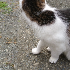 ３回目の【ゆるにゃんこ占い】今日の運勢は...の画像