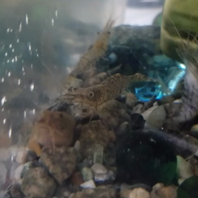 癒し番長！ドジョウさんの画像