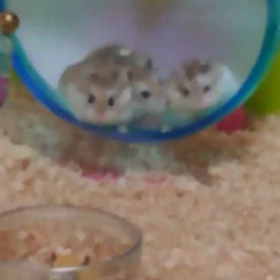 増えてるや～～ん‼️の画像