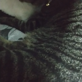 甘えた兄ちゃんの画像