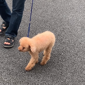 犬の側対歩っての画像