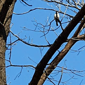 100万回生きたねこの画像