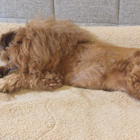 夢見る もしゃぽんちゃん♪の画像