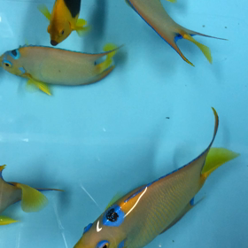 ホワイトバードの画像