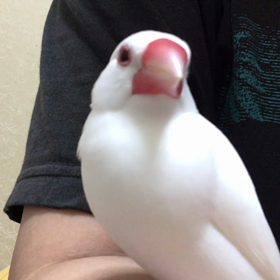 今日は文鳥の日の画像