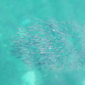 スイミーを見つけたので…。の画像