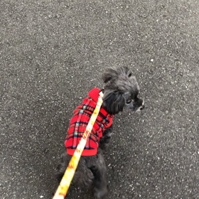 ミルキー君の画像