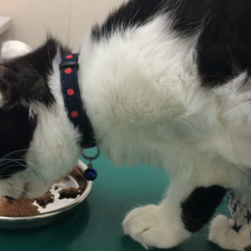 もーちゃん入院にの画像