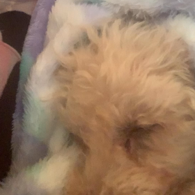 ふーちゃんのいびき╰(*´︶`*)╯♡の画像